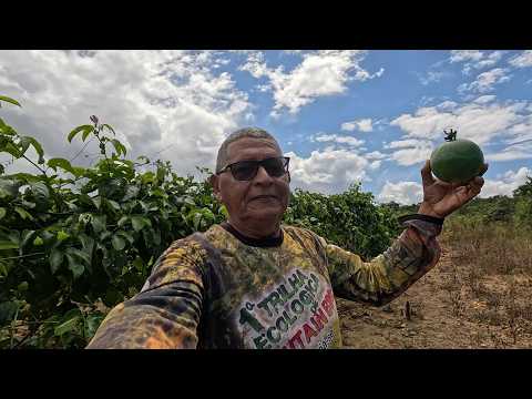 ESTAMOS NO PROJETO LADEIRA MOSTRANDO UM PLANTIO DE MARACUJÁ EM JAPOATÂ-SE