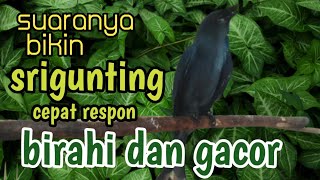 Download lagu bikin srigunting cepat respon birahi dan gacor@YusRoni-uj1yr mp3