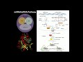 RNAi Gene Regulation Via MiRNAs SiRNAs