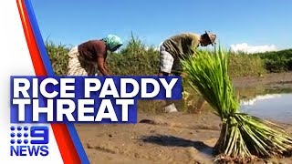 Rice farming industry under threat | Nine News Australia