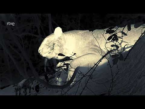 Somos documentales   Malaika, la leoparda cazadora