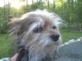The World S Only Weedlehound