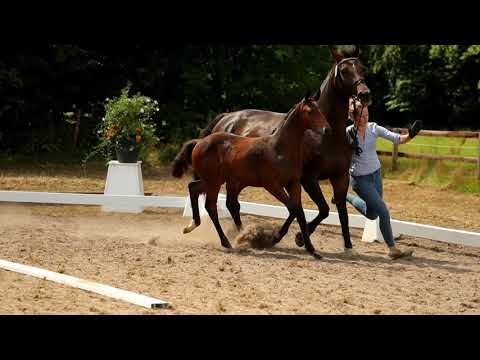 Hengst, geb. 12.04.2021 – V: Moreno M: Contendro - Wanderer