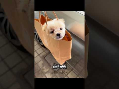 الكلب الصغير دا تم انقاذه بأعجوبة