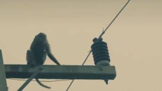 Download lagu story wa 30 detik terbaru || motivasi monyet lucu viral mp3 Download lagu story wa 30 detik terbaru || motivasi monyet lucu viral mp3