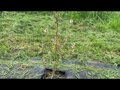 05 Mai 2021 Afinul de cultura inflorit