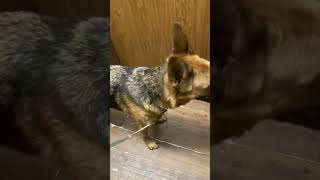 Video preview image #1 German Shepherd Dog-Unknown Mix Puppy For Sale in San Diego, CA, USA