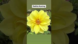 Download lagu BUNGA DAHLIA KUNING mp3 Download lagu BUNGA DAHLIA KUNING mp3