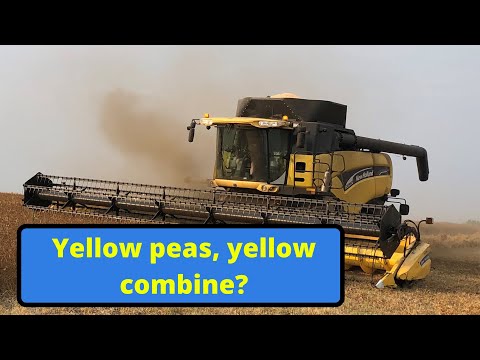 JD and NH Combining Peas, Wheat, Barbecuing, Baling, and Bin moving - Farming the Dirt!!!