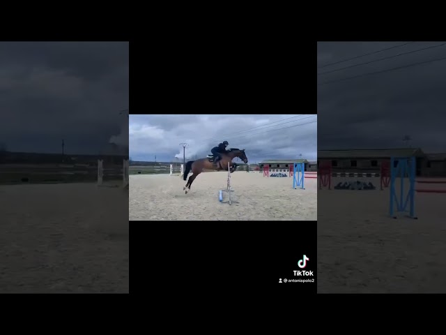Jument kannan de 12 ans