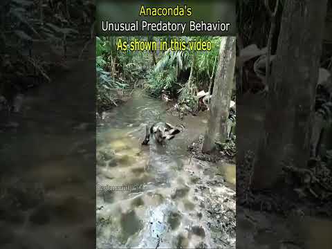 Anaconda's Unusual Predatory Behavior