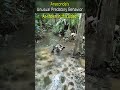 Anaconda S Unusual Predatory Behavior