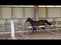 Cheval de Sport Irlandais - Belle opportunité