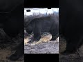440 POUND MONSTER BEAR Gets ARROWED #bear #blackbear  #bearhunting