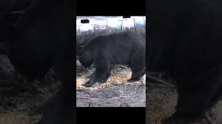 440 POUND MONSTER BEAR Gets ARROWED #bear #blackbear  #bearhunting