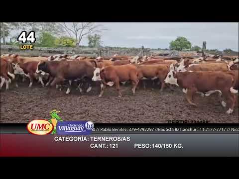 Lote 121 Terneros/as en Itatí, Corrientes