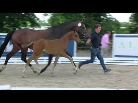 Hf v Dantes Junior x Surprice x Pink As 2019