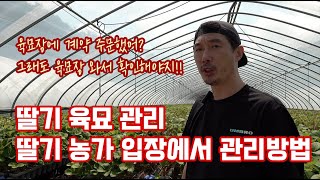 딸기를 재배사는 농가 여러분!! 딸기 정식 한달 남았습니다!!! 딸기 묘종에 대한 상태 확인 관리 방법에 대…