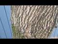 Dealing with Carpenter Ants in Tinton Falls, NJ