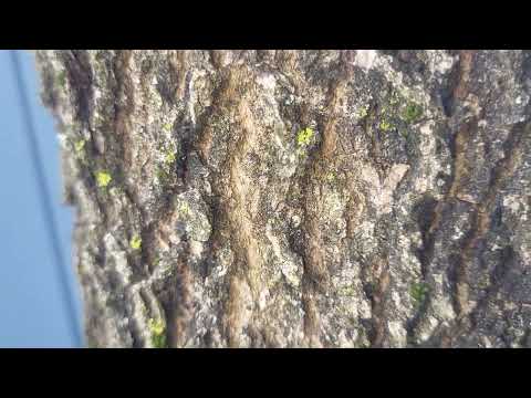 Dealing with Carpenter Ants in Red Bank, NJ