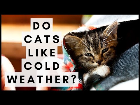 Do Cats Like Cold Weather?