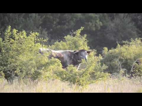 Knepp Wildland 2018 Land Overview