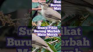 Download lagu Suara Pikat Burung Merbah Mata Merah mp3 Download lagu Suara Pikat Burung Merbah Mata Merah mp3