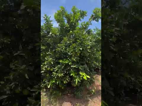 Pomar de laranja produzindo Minas Gerais  #agricultura #fazenda #cordeiro #laranja #campo