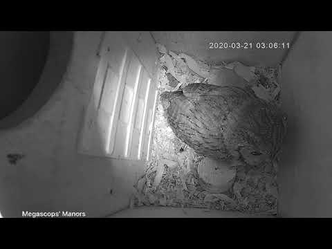 Dad Screech Owl Delivers Dinner to Brooding Mom