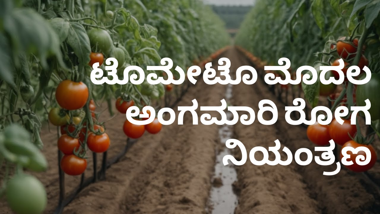 🍅ಟೊಮೇಟೊ ಮೊದಲ ಅಂಗಮಾರಿ ರೋಗ| ರೋಗಲಕ್ಷಣಗಳು ಮತ್ತು ಚಿಕಿತ್ಸೆ🍅Tomato Early Blight Symptoms and Treatment| 🍅