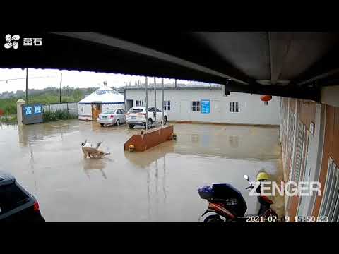 Delighted Pooch Sends Owner Flying As It Ran To Meet Him