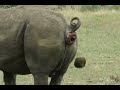 Hungry For Rhino Poop