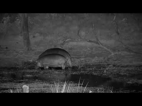 Djuma: Three Hippos heading off to graze - 18:06 - 07/14/2022