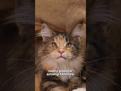 #Shorts Maine Coon Cats 101 - Cute Maine Coon Kittens, Interesting Facts! #mainecoonkitten