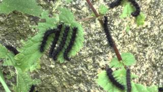 preview picture of video 'Peacock Caterpillars  22160 La Croix Tasset, Côtes d'Armor, Brittany, France 15th August 2014'