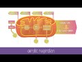 Cellular Respiration Steps and Pathways