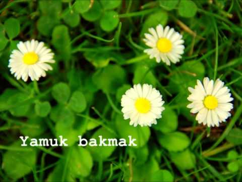 Papatya Gibisin - Tanju Okan