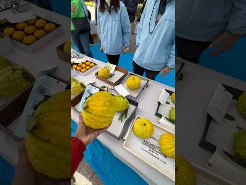 Yuzu fruit in Japan | Kawasaki, Tokyo | Big Lemon