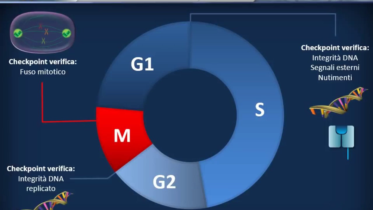 Mitosi, meiosi e ciclo cellulare