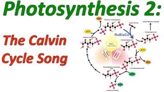 Bài hát Photosynthesis - Nghệ sĩ trình bày Glenn Wolkenfeld