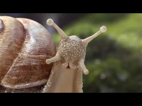 Testimony Of A Snail