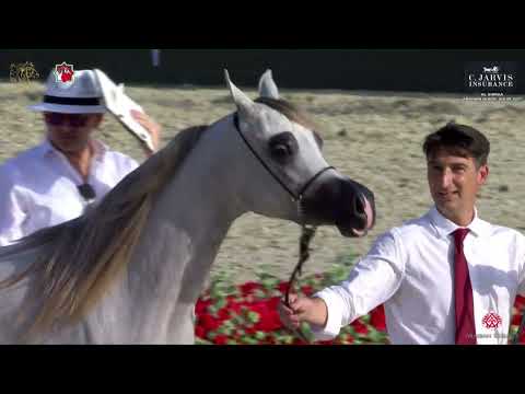 N 44 D RASEEL   Al Shiraa International Arabian Horse Show 2023   Fillies 2   3 Years Old Class 2B