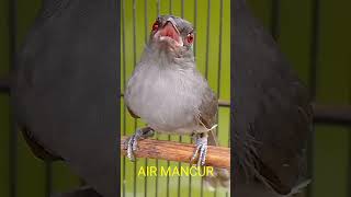 Download lagu Murai air mancur NGEBREN mp3 Download lagu Murai air mancur NGEBREN mp3