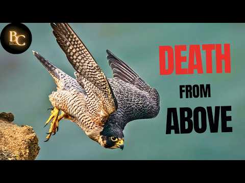 How Peregrine Falcon Strikes Like a Missile!