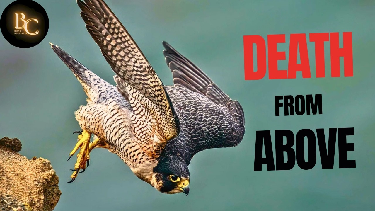 How Peregrine Falcon Strikes Like a Missile!