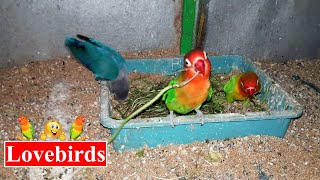 Garden Birds | Lovebirds for Adoption