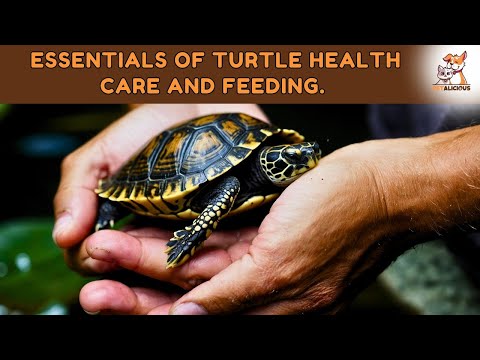 Essentials of Turtle Health Care and Feeding | #TurtleHealthCare #turtle #pets #pet #petlover #cat
