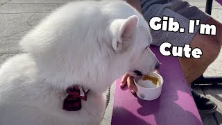 Adorable Dog Always Gets What He Wants... Which is Ice Cream...