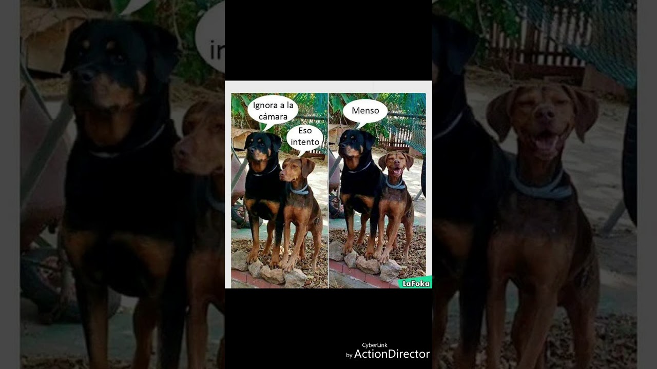 Memes de animales parte 1