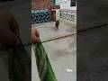 Max The Tax ️ ️ Music Germanshepherd Shortclips Max Dog Pets